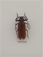 藏品(蓬萊巨顎天牛)的圖片